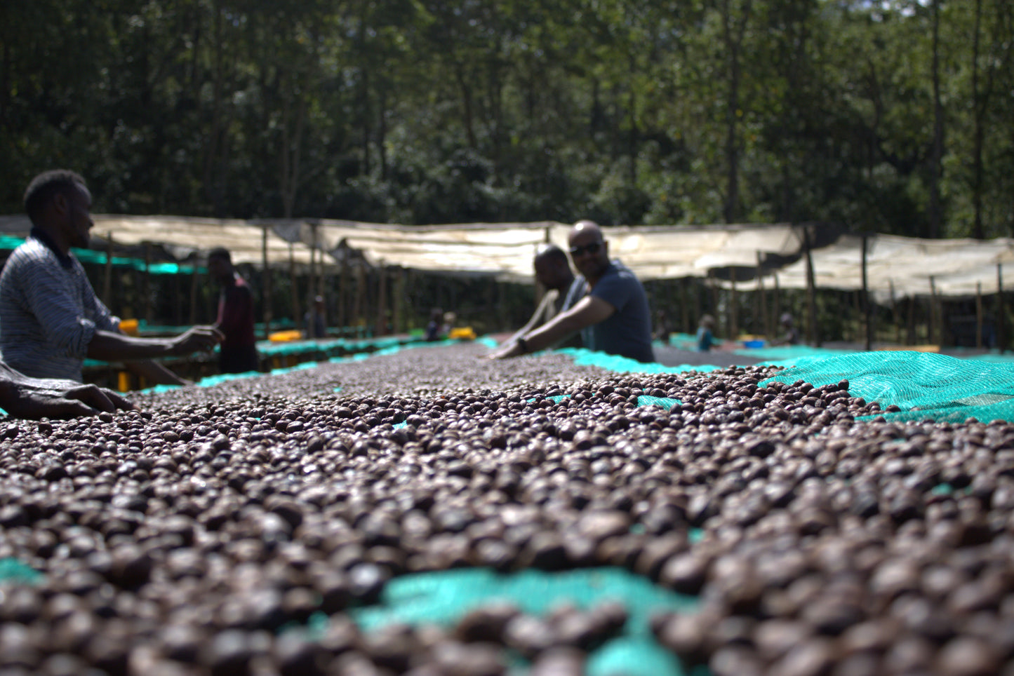 Parcel - ETH-007 | Burtukaana Goro Bedesa Specialty Coffee Ethiopia Drying 