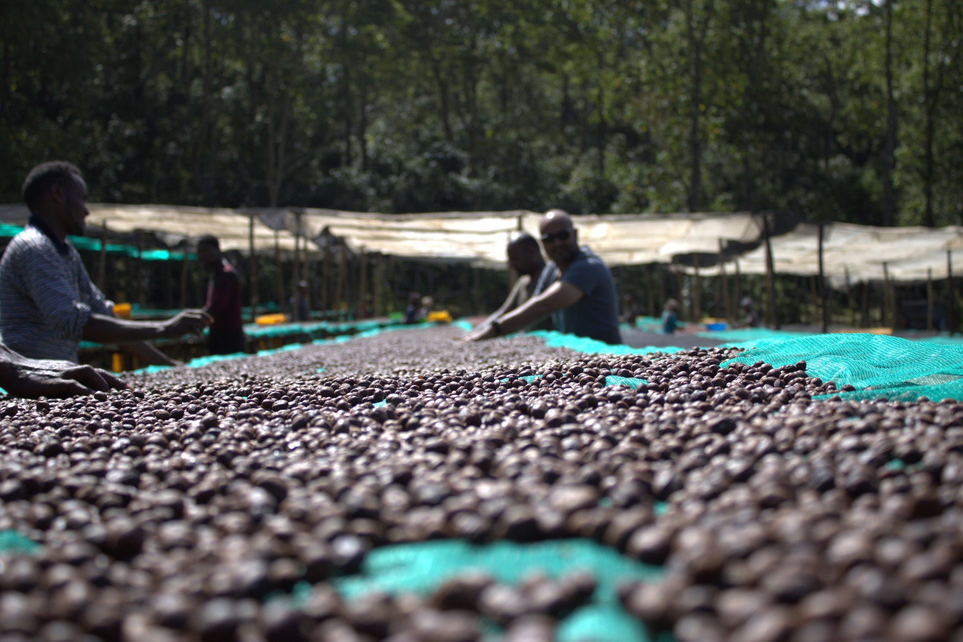 Parcel - ETH-007 | Burtukaana Goro Bedesa Specialty Coffee Ethiopia Drying 