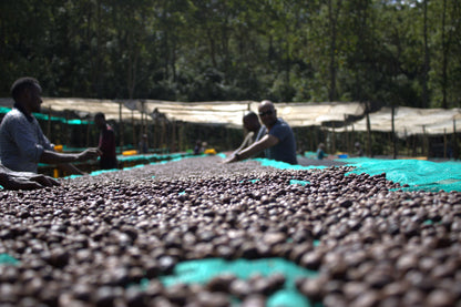 Parcel - ETH-007 | Burtukaana Goro Bedesa Specialty Coffee Ethiopia Drying 