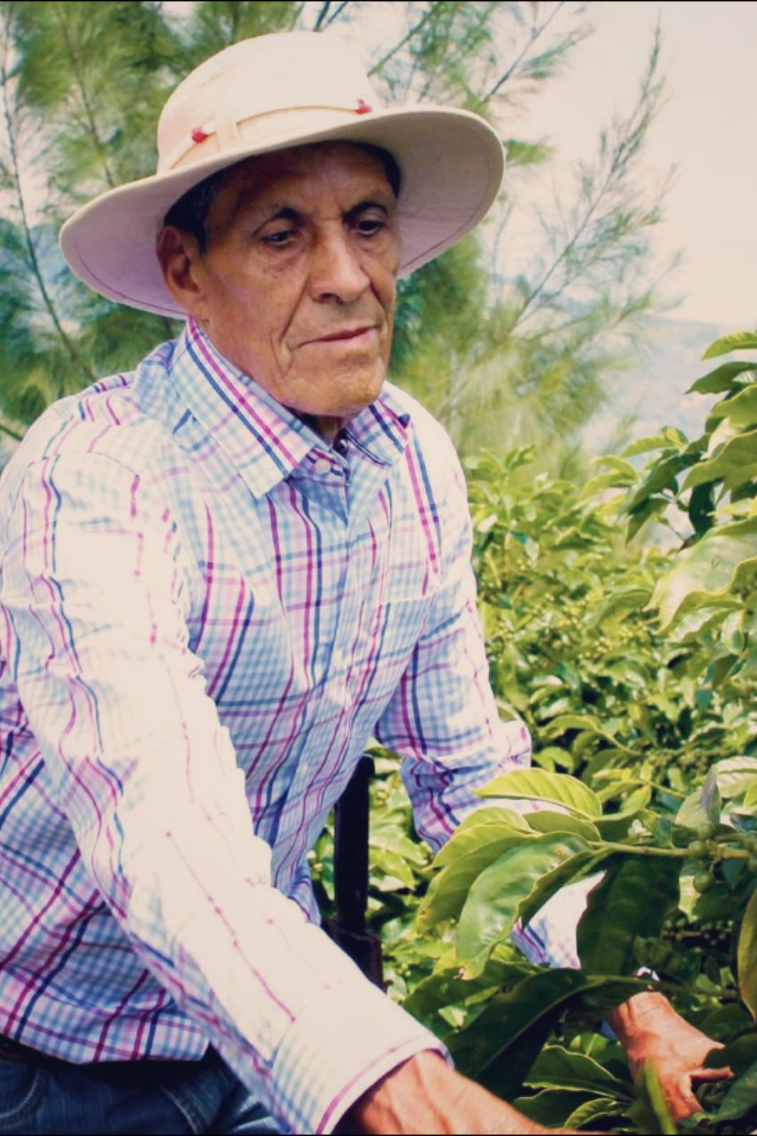 Costa Rica - Los Campos | filter - Gust Coffee Roasters
