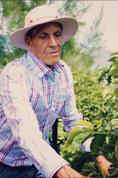 Costa Rica - Los Campos | filter - Gust Coffee Roasters