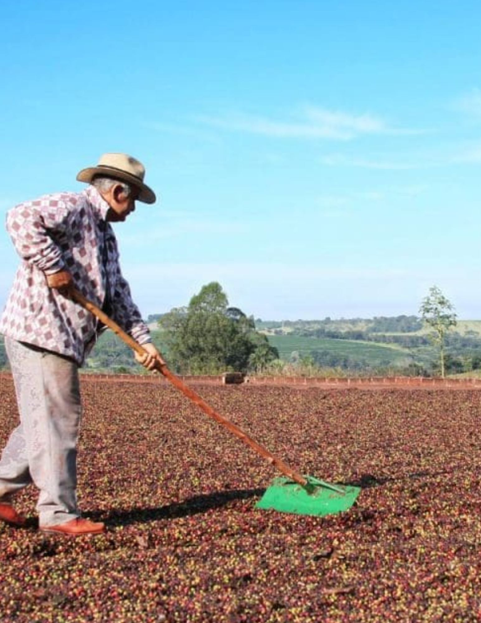 Gust Coffee Roasters - Bela Epoca Espresso Coffee Brazil Farm