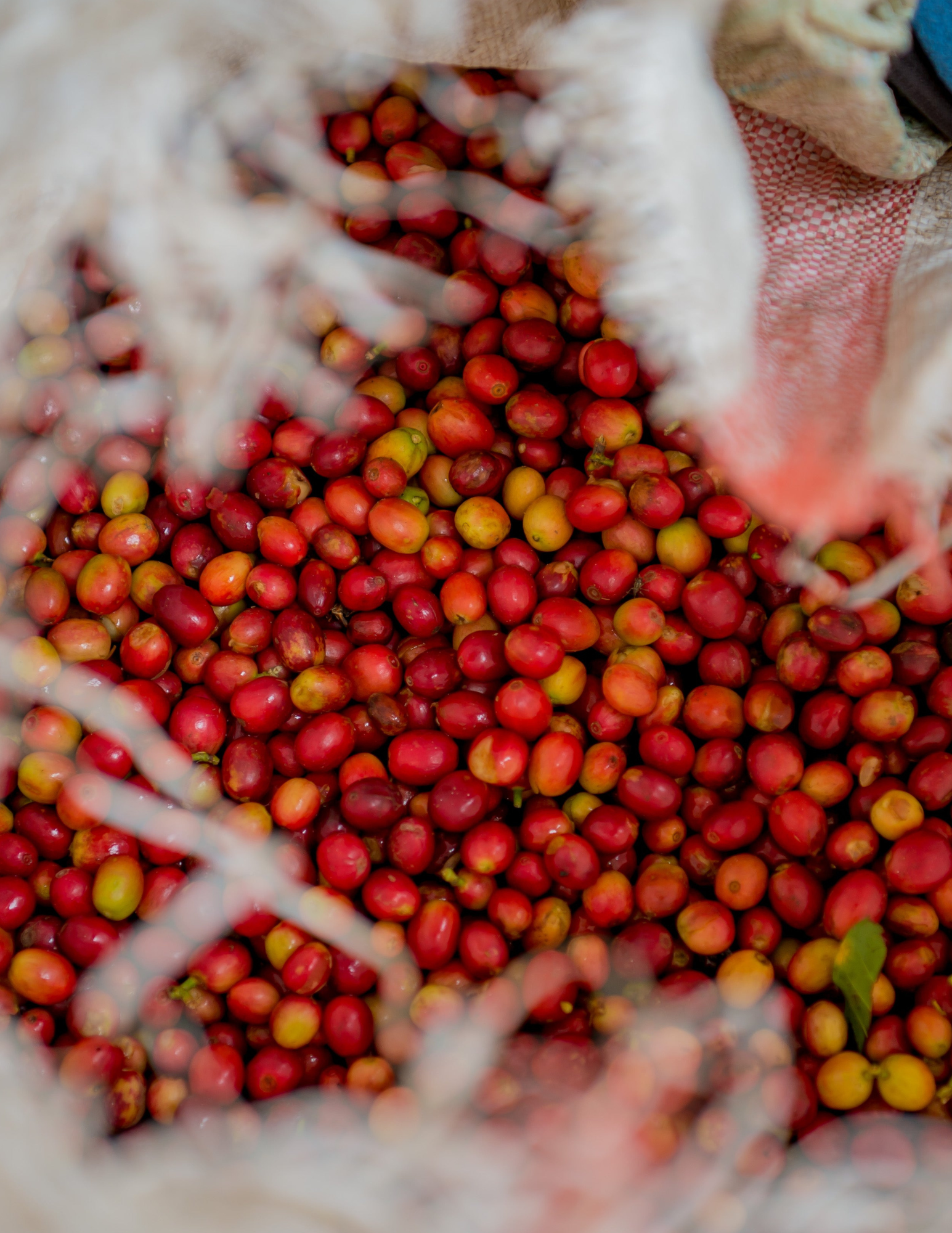 Gust Coffee Roasters - Nyamiyaga Filter Coffee Rwanda