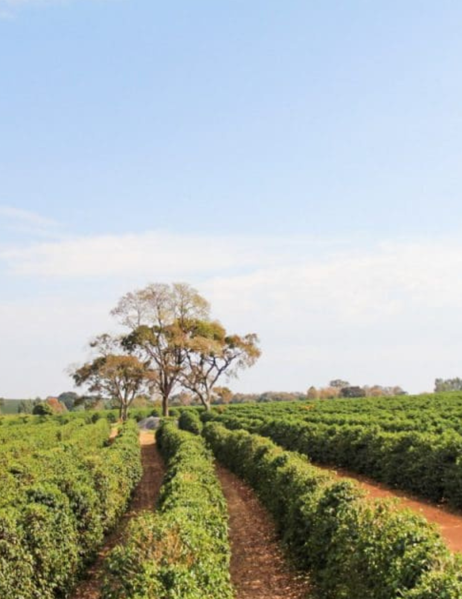 Gust Coffee Roasters - Bela Epoca Espresso Coffee Brazil Farm