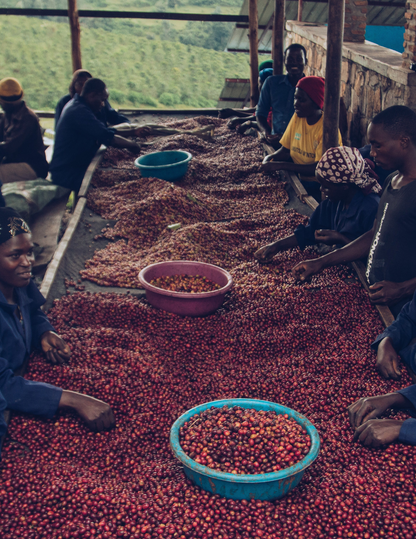 Gust Coffee Roasters - Nyamiyaga Filter Coffee Rwanda Sorting