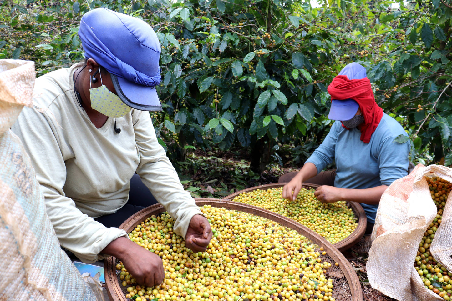 Cerrado Grande, Espresso - Brazil