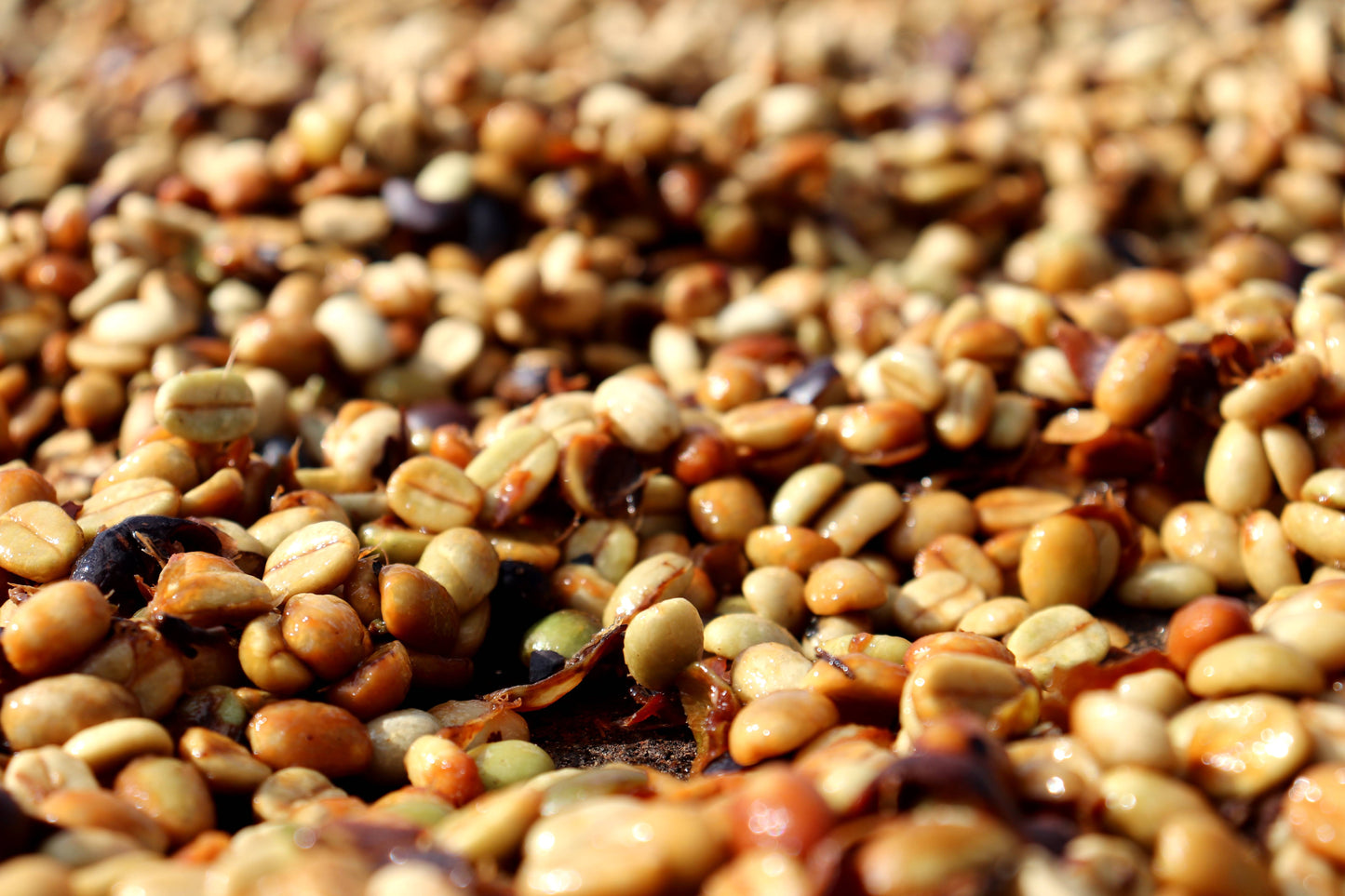 Cerrado Grande, Espresso - Brazil
