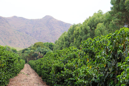 KB Coffee Roasters - Fazenda Monjolo Espresso Coffee Brazil Farm