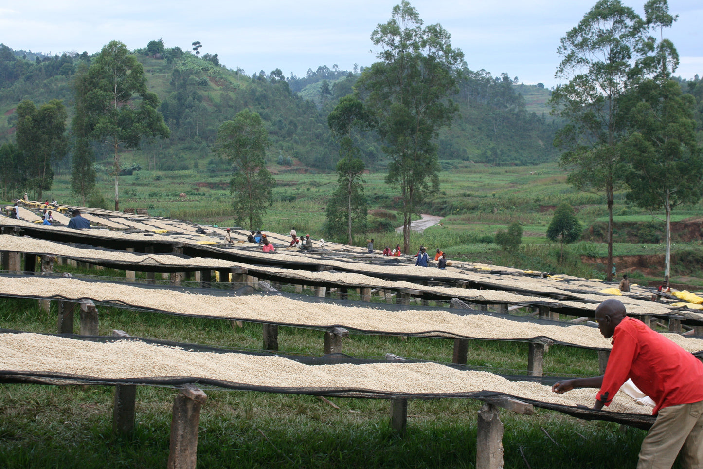 KB Coffee Roasters - Gakenke Espresso Coffee Burundi Drying Beds