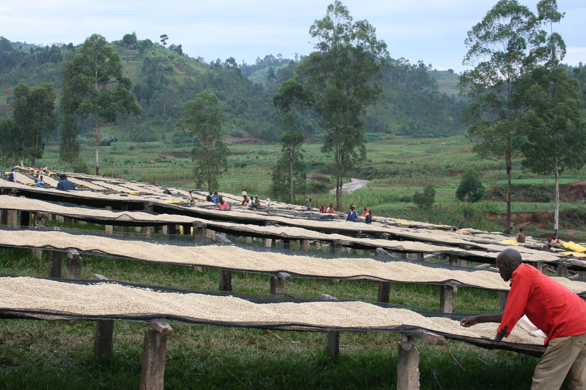 KB Coffee Roasters - Gakenke Espresso Coffee Burundi Drying Beds
