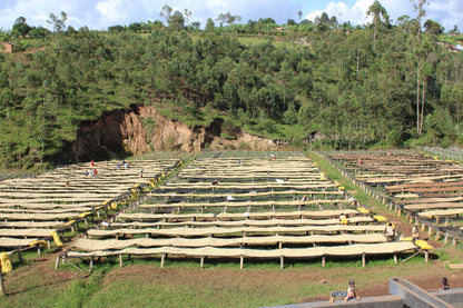 KB Coffee Roasters - Kibingo Oro Burundi Filter Coffee Farm