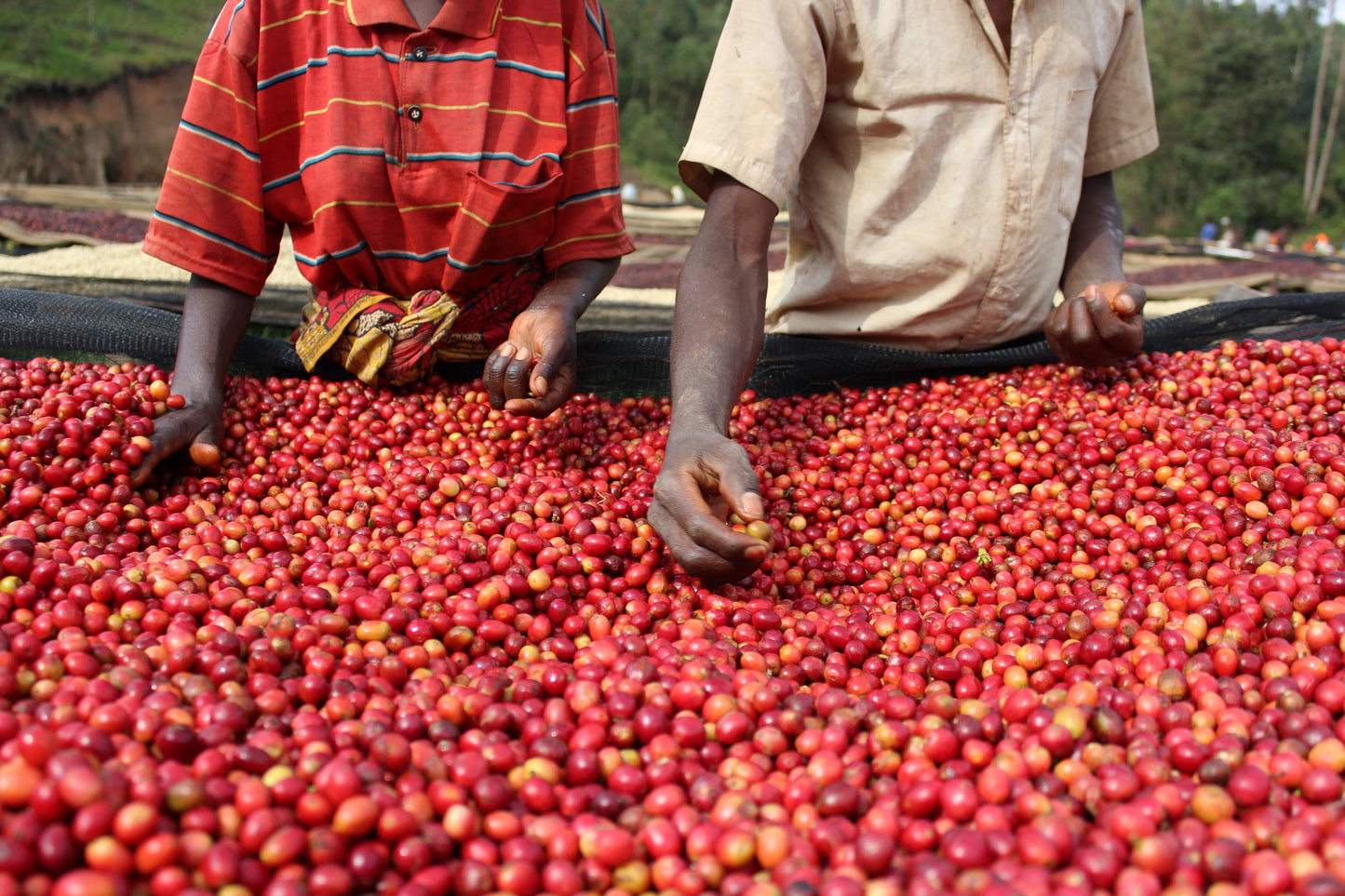KB Coffee Roasters - Kibingo Oro Burundi Filter Coffee Cherries