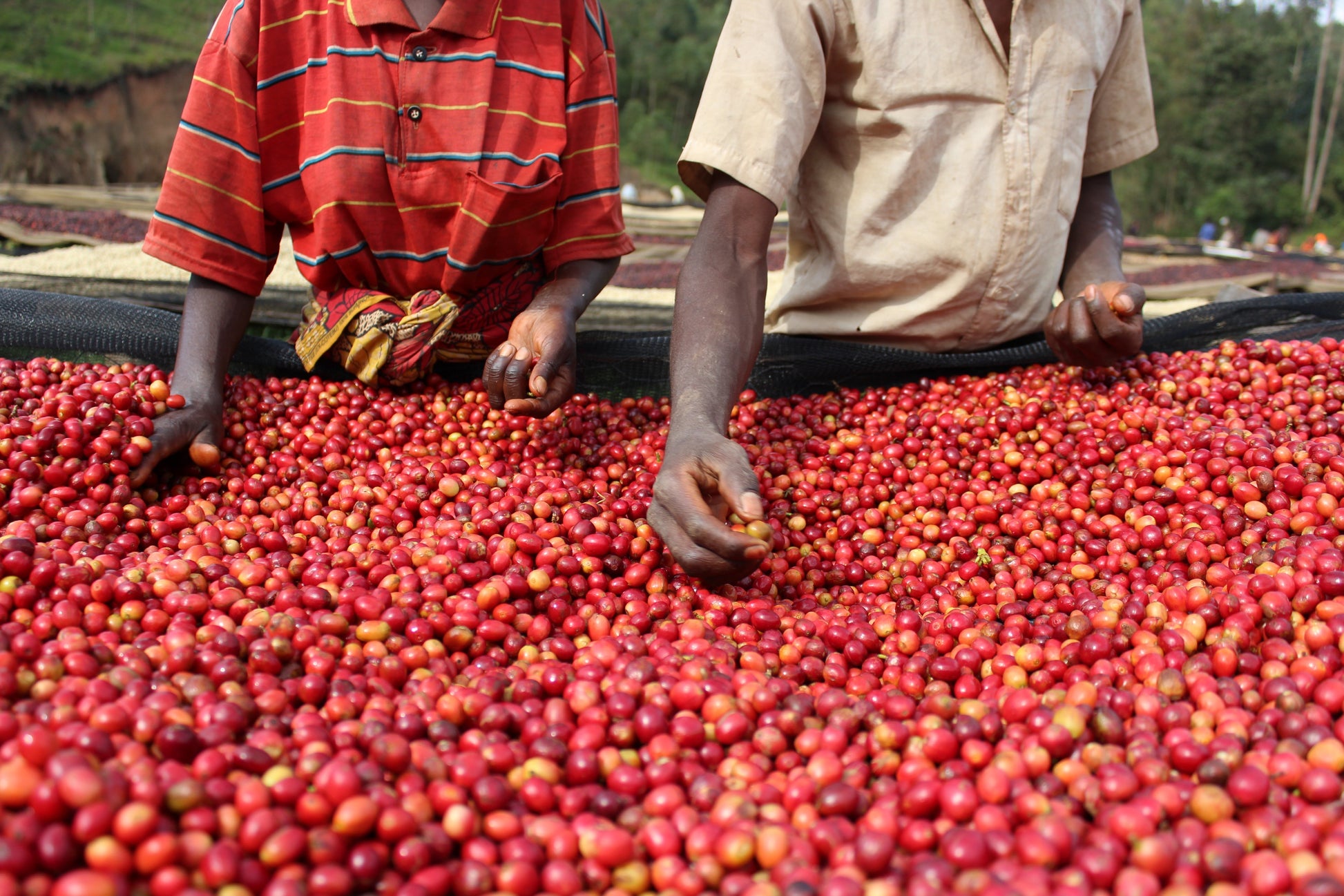 KB Coffee Roasters - Kibingo Oro Burundi Filter Coffee Cherries