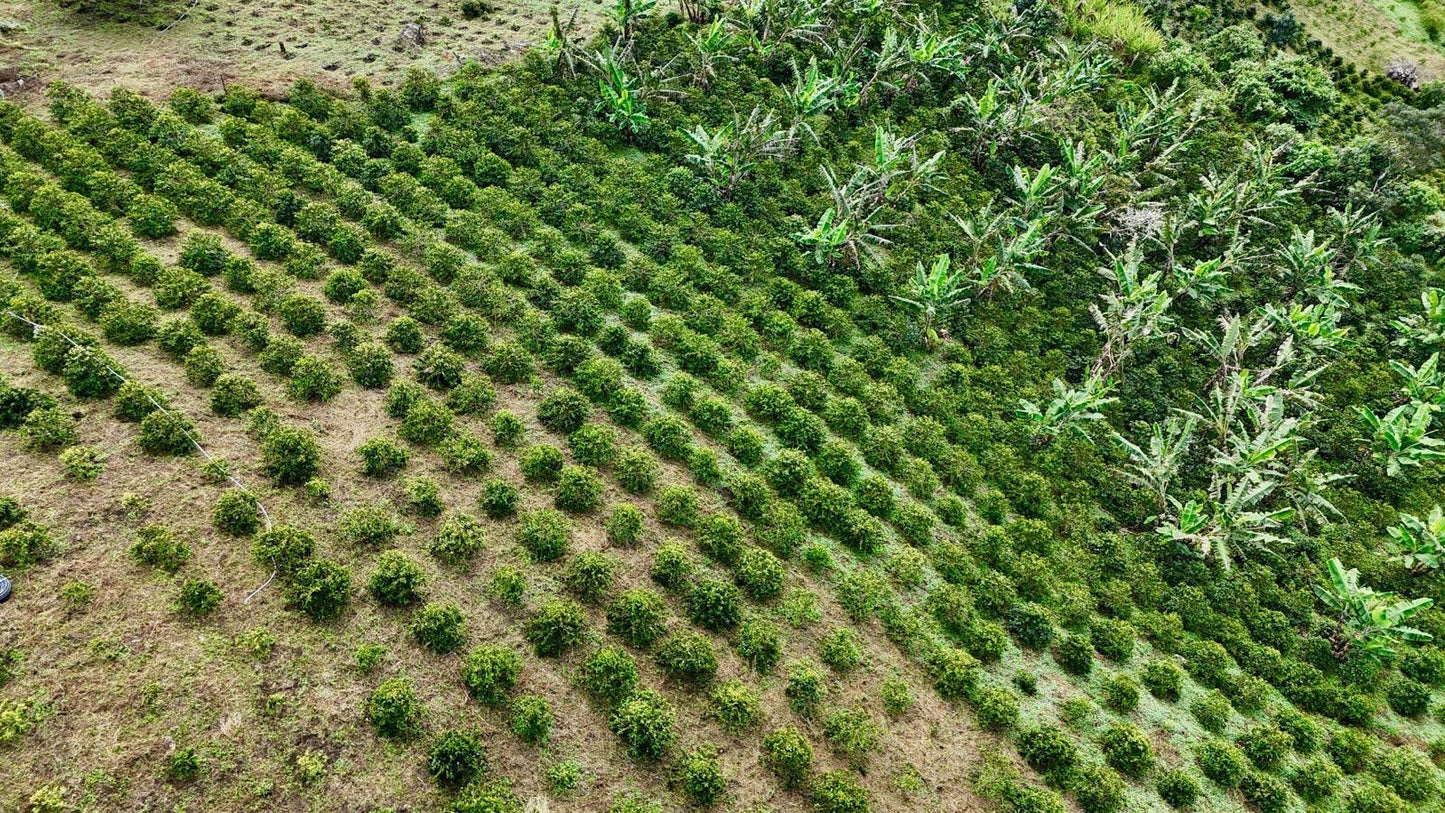 Parcel - COL002 El Turpial Specialty Coffee Colombia Farm