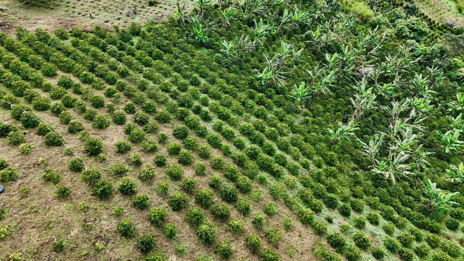 Parcel - COL002 El Turpial Specialty Coffee Colombia Farm