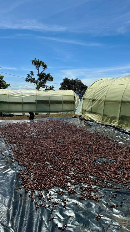 Parcel - COL002 El Turpial Specialty Coffee Colombia Drying