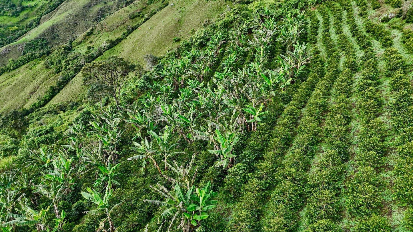 Parcel - COL003 El Turpial Honey Processed Specialty Coffee Colombia Farm