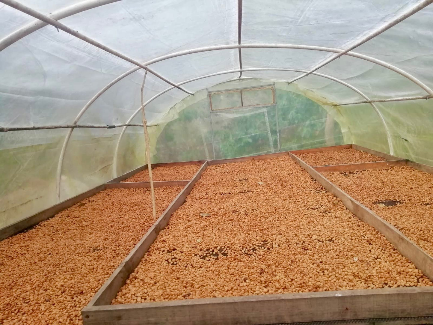 Parcel - COL003 El Turpial Honey Processed Specialty Coffee Colombia Drying