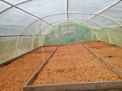 Parcel - COL003 El Turpial Honey Processed Specialty Coffee Colombia Drying