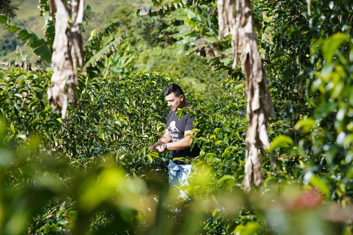 Parcel - COL002 El Turpial Specialty Coffee Colombia Producer
