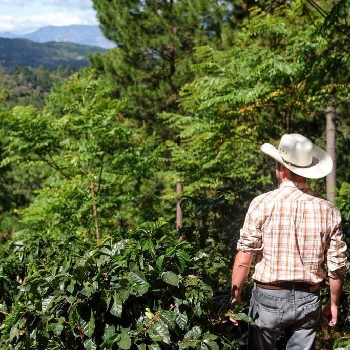 Gust Coffee Roasters - Opalaca Espresso Coffee Honduras Farm