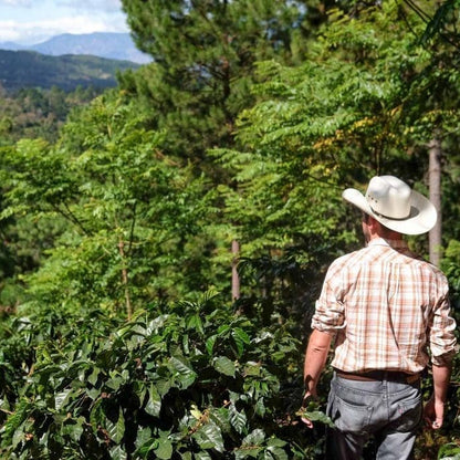 Gust Coffee Roasters - Opalaca Espresso Coffee Honduras Farm