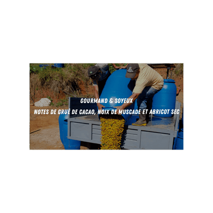Cafe Mokxa - Alvaro Brazil Specialty Coffee Flavour Notes