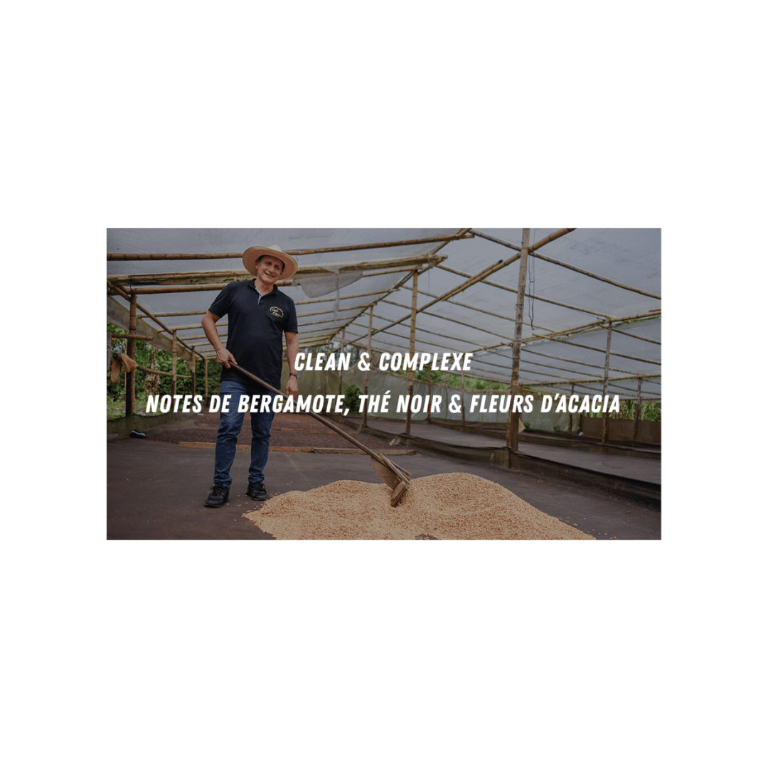 Cafe Mokxa - Finca Betania Colombia Specialty Coffee Tasting Notes