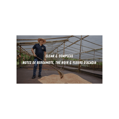 Cafe Mokxa - Finca Betania Colombia Specialty Coffee Tasting Notes