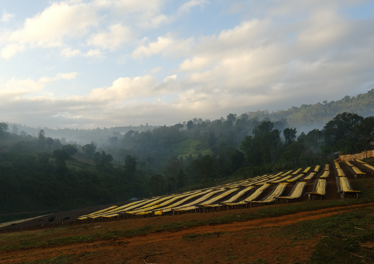 Parcel - ETH011 Hambela Filter Coffee Ethiopia Drying
