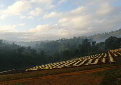 Parcel - ETH011 Hambela Filter Coffee Ethiopia Drying