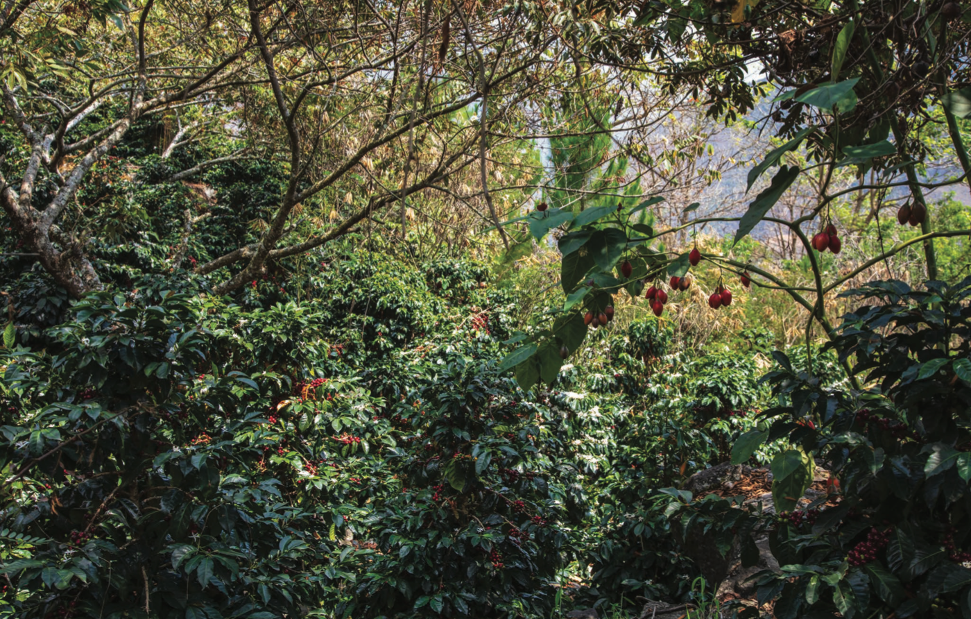 Parcel - PER-003 Hugo Pareja Filter Coffee Peru