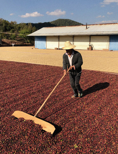 KB Coffee Roasters - Fuyan Espresso Coffee China Coffee Cherries