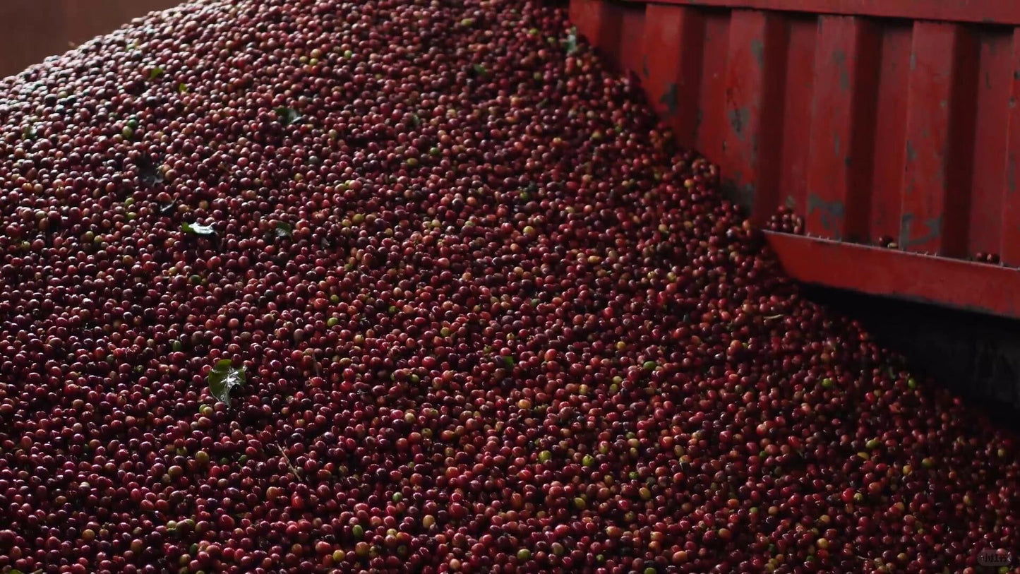KB Coffee Roasters - Tianhao Filter Coffee China Ripe Coffee