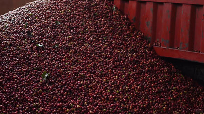KB Coffee Roasters - Tianhao Filter Coffee China Ripe Coffee