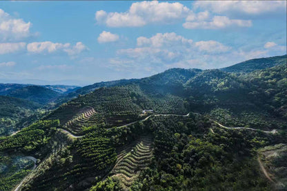 KB Coffee Roasters - Tianhao Filter Coffee China Farm