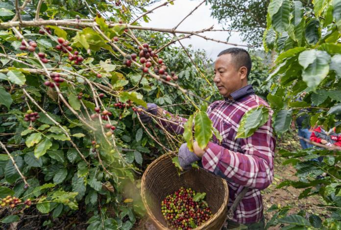 KB Coffee Roasters - Ximen Cimizhu Filter Coffee China Picking