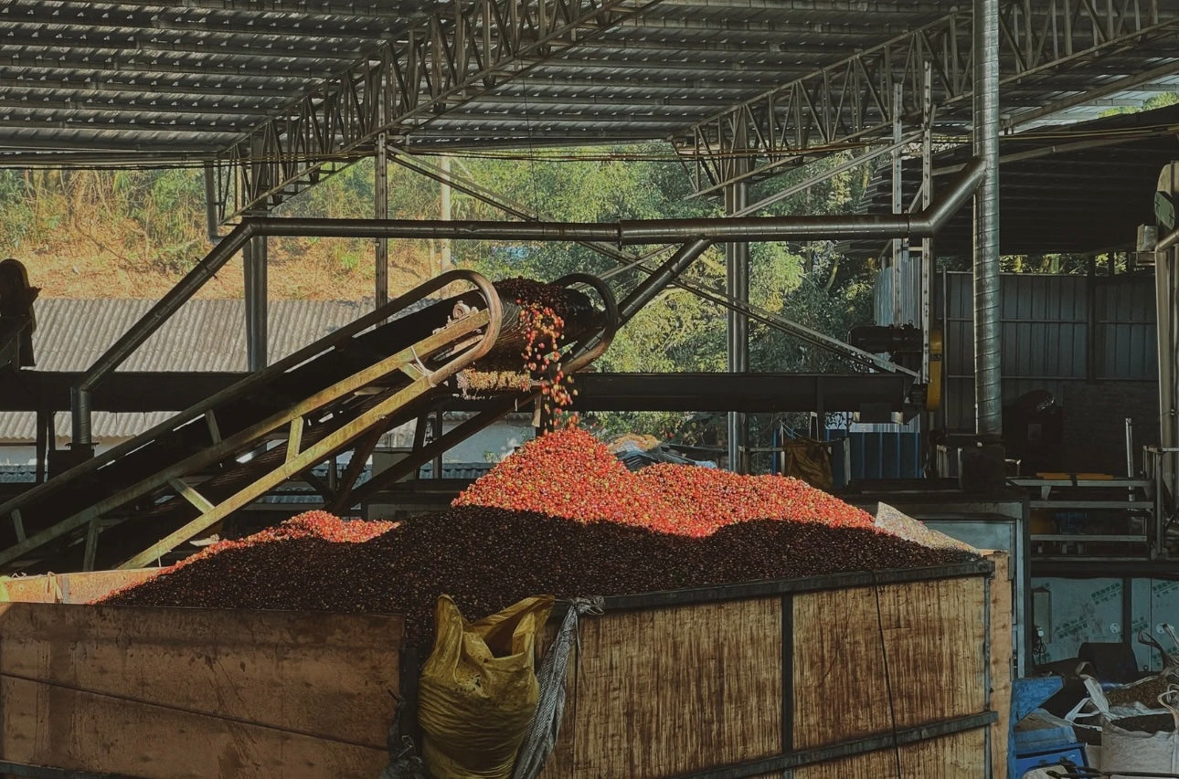 KB Coffee Roasters - Tianhao Filter Coffee China Facility