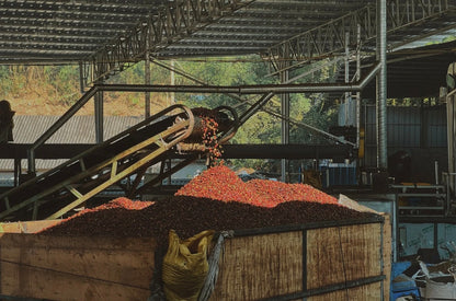 KB Coffee Roasters - Tianhao Filter Coffee China Facility