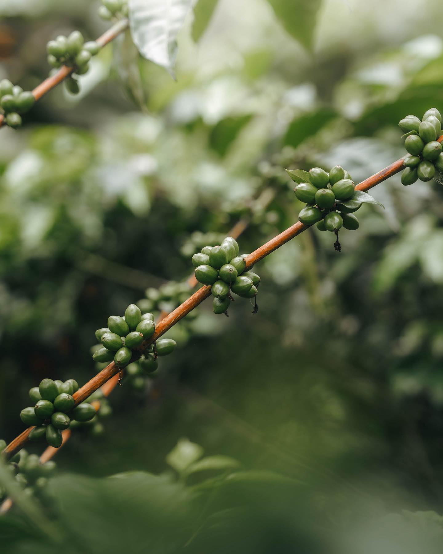 KB Coffee Roasters - Aroma Nativo PB 1178 Filter Coffee Colombia Coffee Cherries