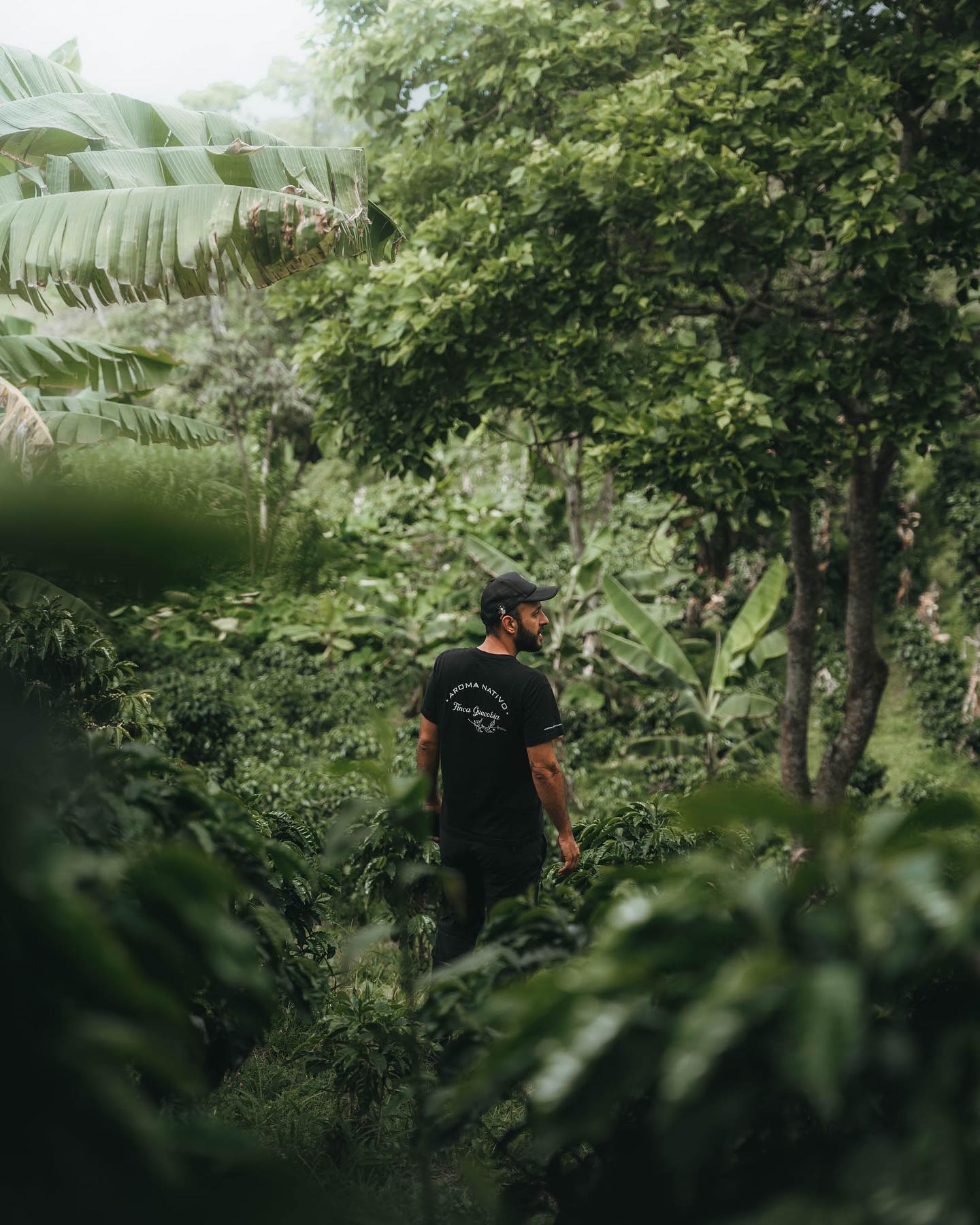 KB Coffee Roasters - Aroma Nativo PB 1178 Filter Coffee Colombia Farm