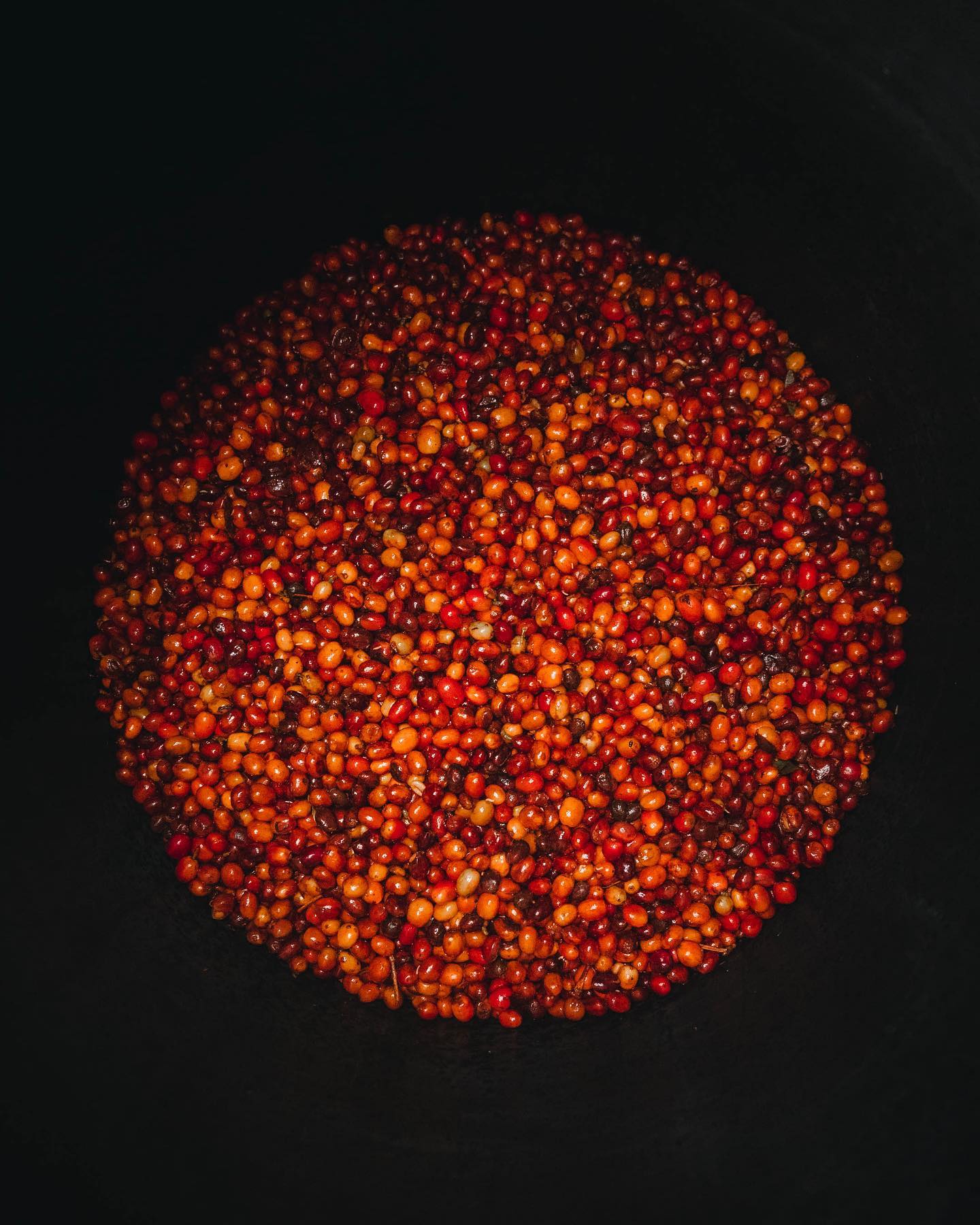 KB Coffee Roasters - Aroma Nativo PB 1178 Filter Coffee Colombia Coffee Cherries