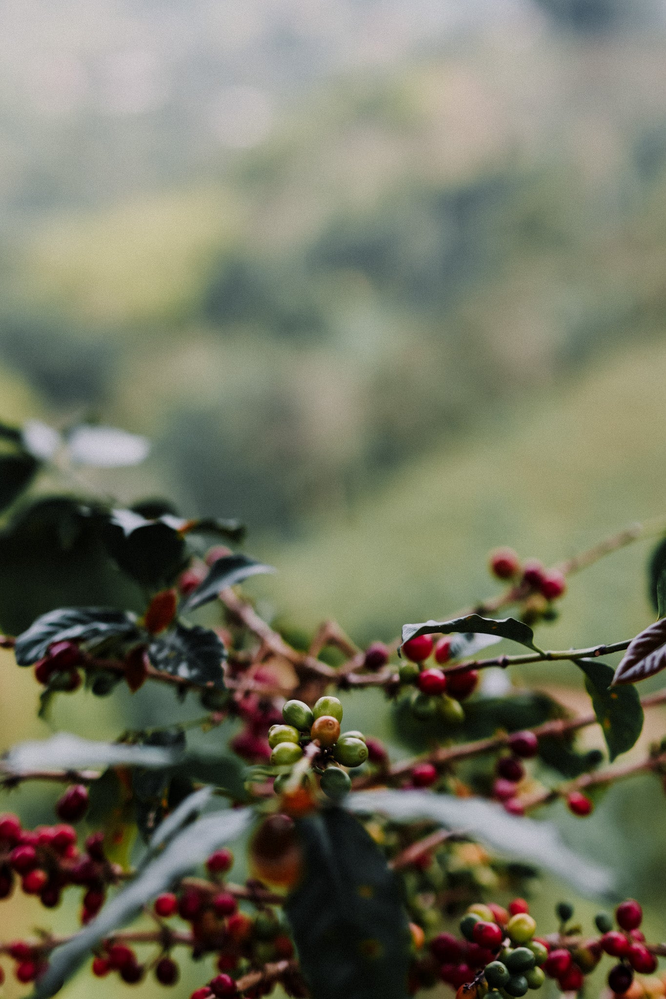 KB Coffee Roasters - Chapoleros Filter Coffee Colombia