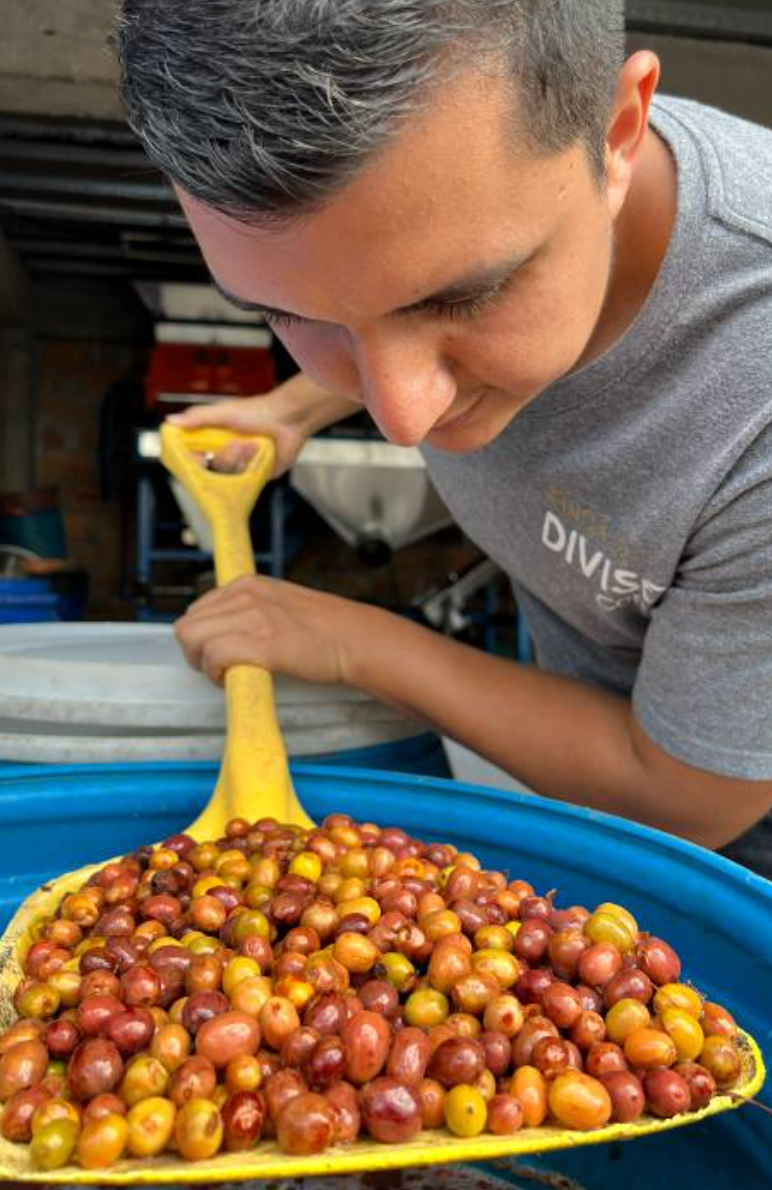 KB Coffee Roasters - El Diviso Typica Mejorado Filter Coffee Colombia