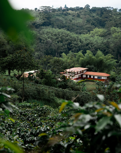 KB Coffee Roasters - El Placer Gesha Filter Coffee Colombia Farm