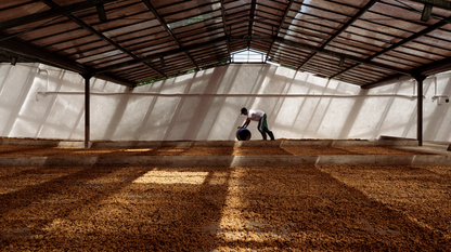 KB Coffee Roasters - El Placer Filter Coffee Colombia Drying