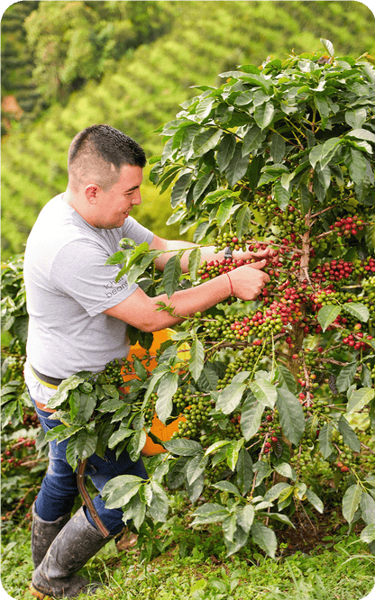 KB Coffee Roasters - Las Flores Filter Coffee Colombia Producer