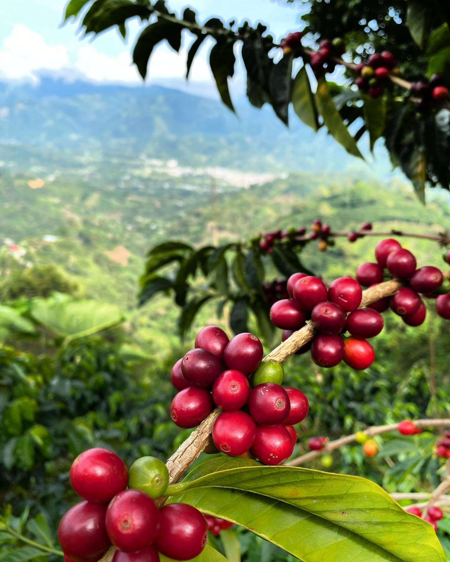 KB Coffee Roasters - Nogales Crimson Java Filter Coffee Colombia Coffee Cherries