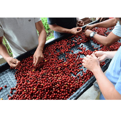 KB Coffee Roasters - Nogales Essence Gesha Filter Coffee Colombia