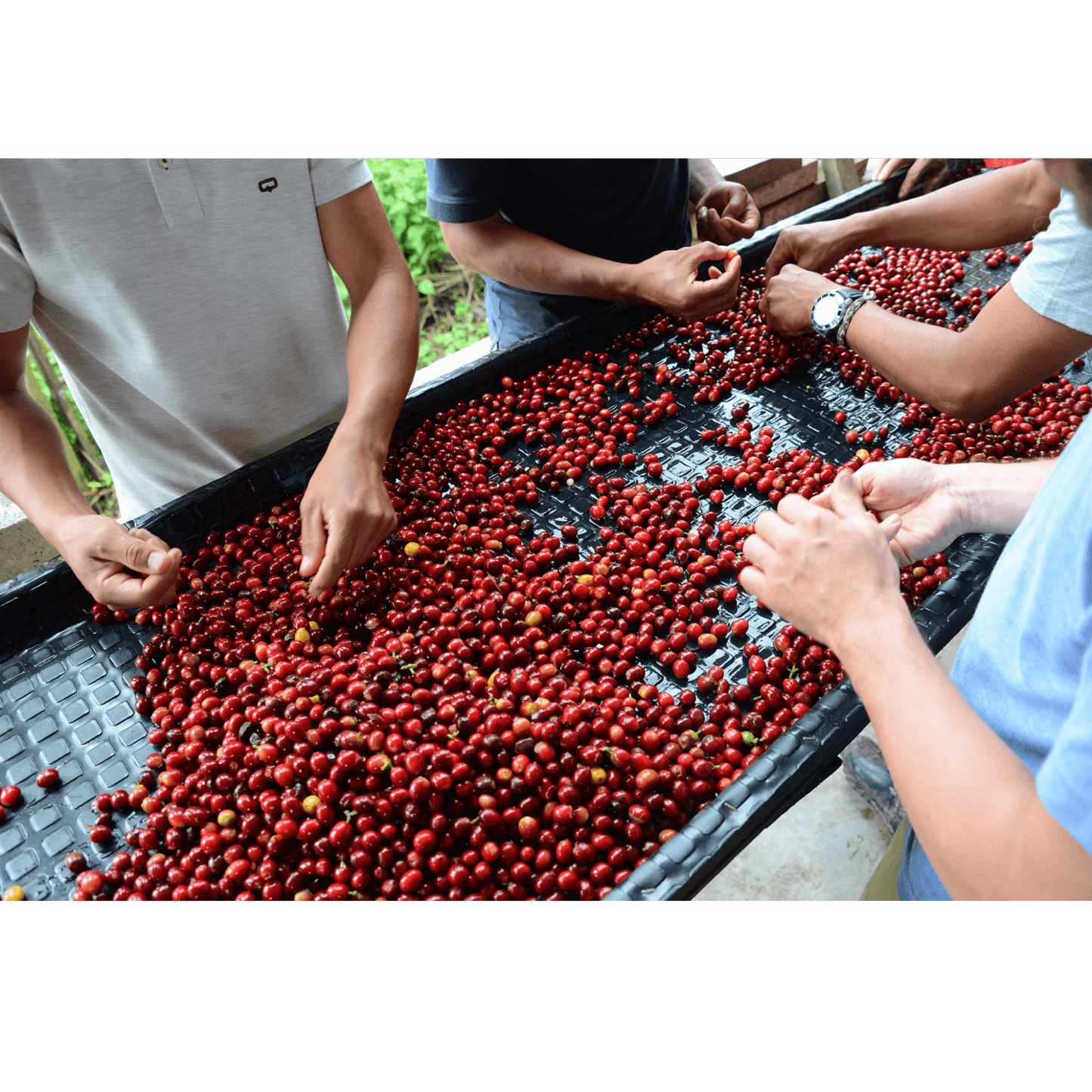 KB Coffee Roasters - Nogales Crimson Java Filter Coffee Colombia Sorting